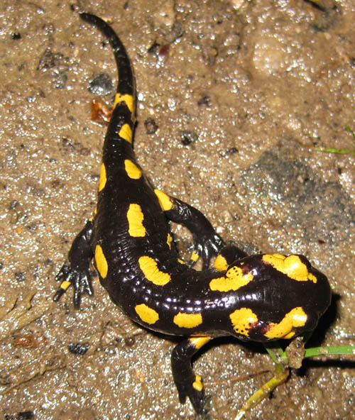 Salamandra Salamandra Terrestris da Olanda.